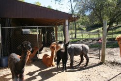 Alpaca Gang at Mager Mountains