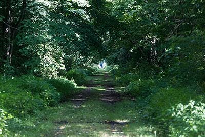 Pat McGee Trail - Down the trail through the shadows and light