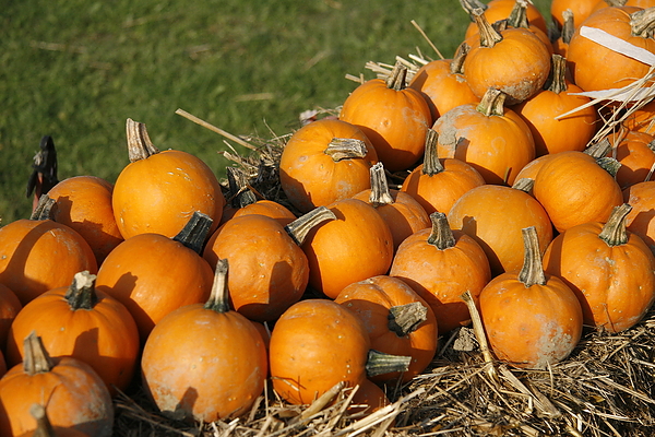 Pumpkins